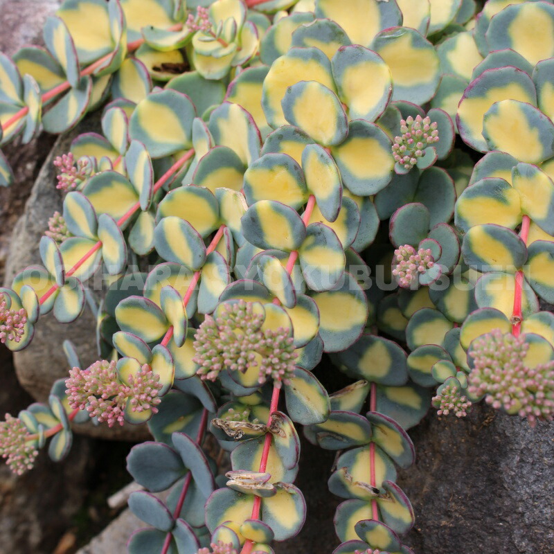 楽天市場】ミセバヤ 斑入り : おぎはら植物園