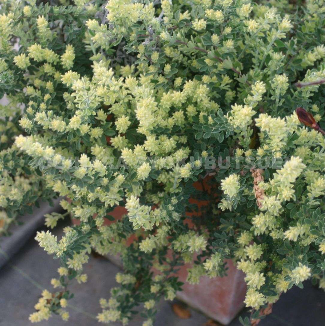 楽天市場】ロータス 'ブリムストーン' : おぎはら植物園