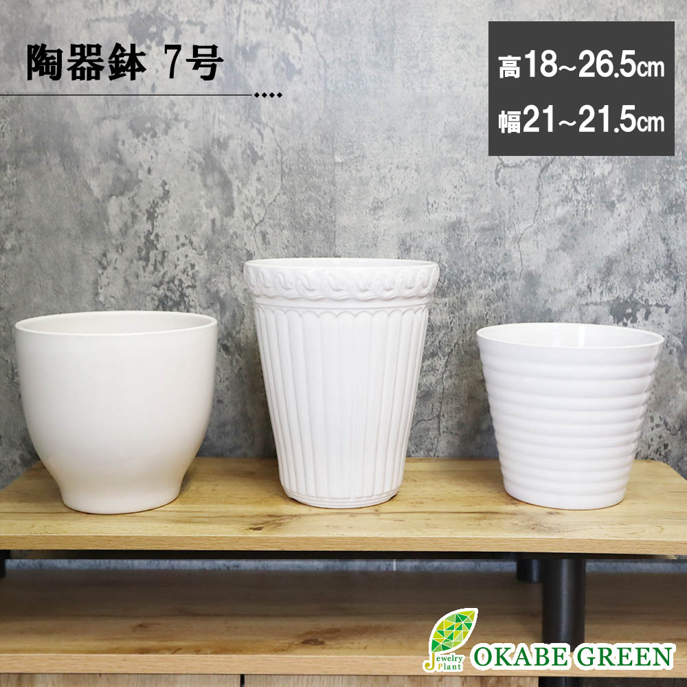 楽天市場】【店内全品2個同時購入10％OFFクーポン配布中】 観葉植物 鉢