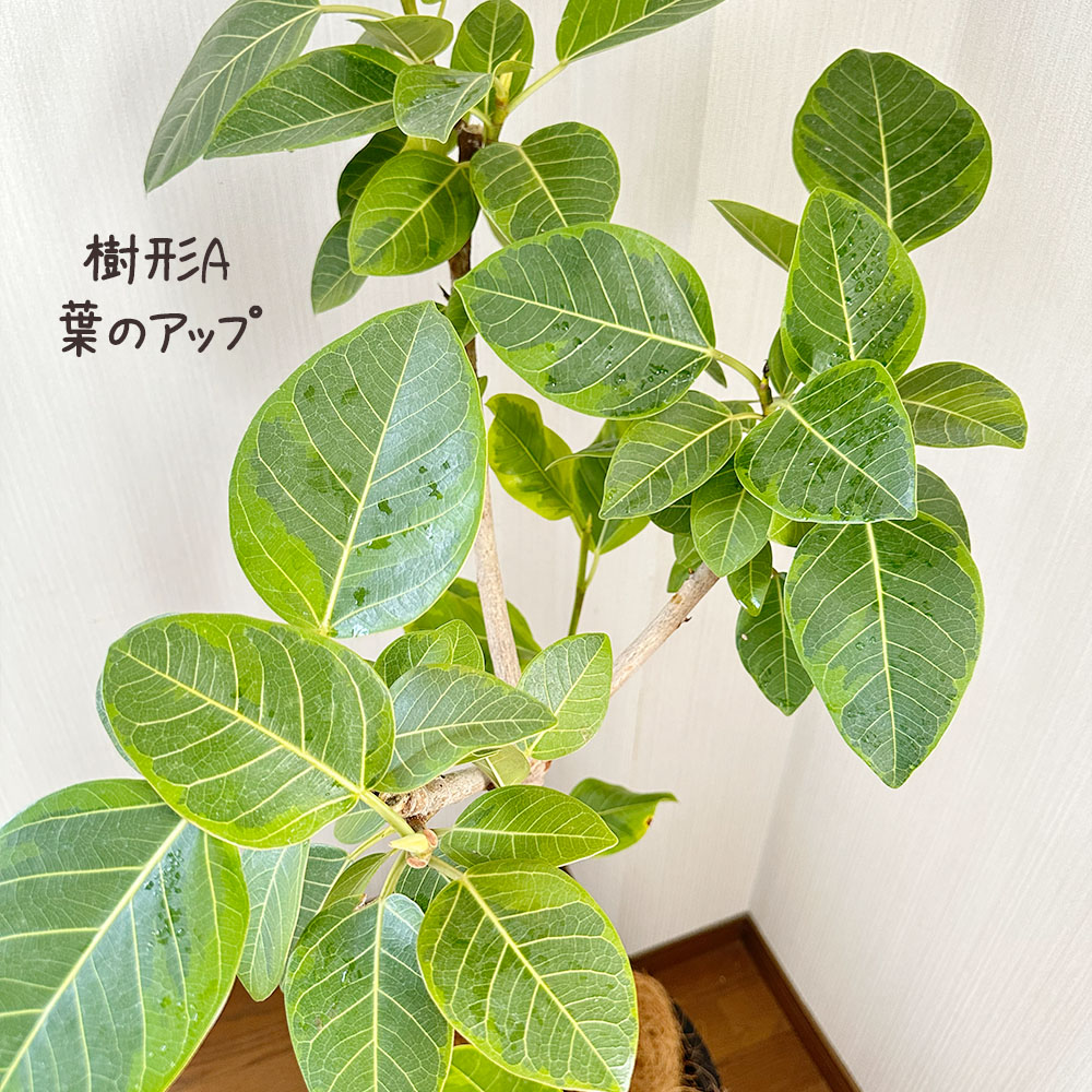 楽天市場】【店内全品2個同時購入10％OFFクーポン配布中】 観葉植物