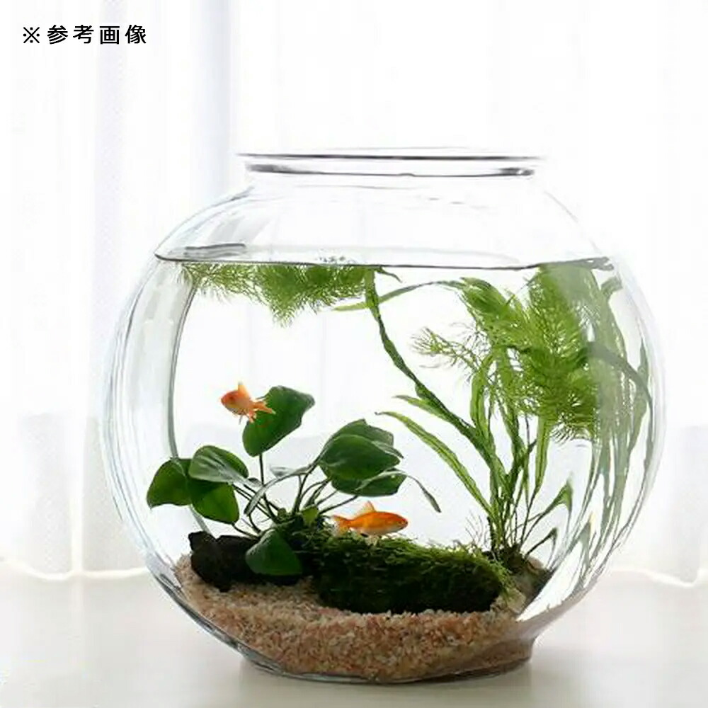 楽天市場】金魚鉢 水槽 おしゃれなガラス製金魚鉢 太鼓鉢 大（7．6