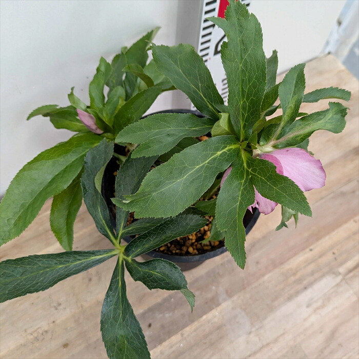 楽天市場】【現品】クリスマスローズ ダブル咲き ピンク系 5号鉢植え