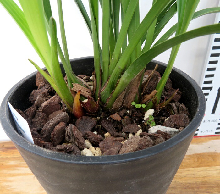 楽天市場】キンリョウヘン（金稜辺）5号鉢植え花芽付き : 千草園芸