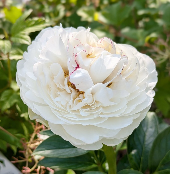楽天市場】芍薬苗（シャクヤク苗） スノーマウンテン 6号苗 : 千草園芸