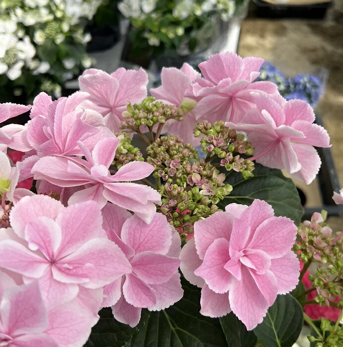 楽天市場】【花終わり】アジサイ（紫陽花、あじさい）幻想恋歌
