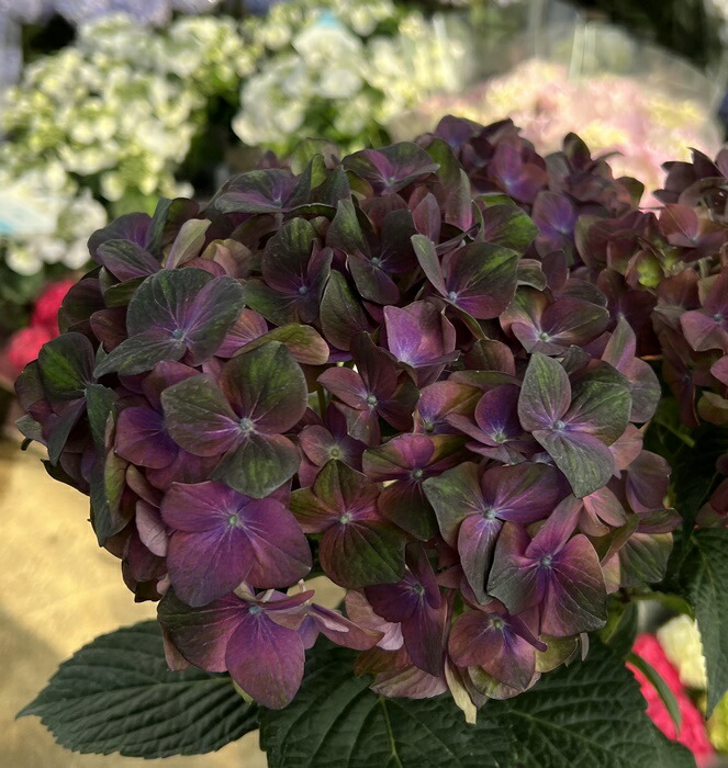 楽天市場】【開花株】アジサイ（紫陽花・あじさい）マジカル