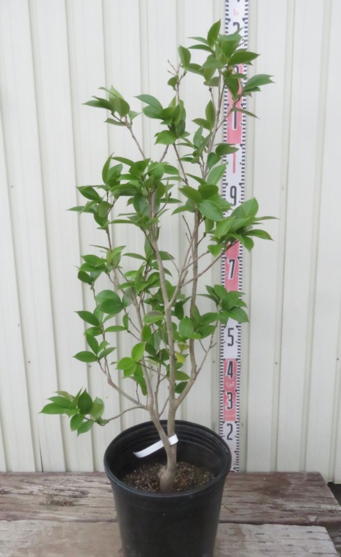 楽天市場】【現品発送】椿（ツバキ）デザイア 苗木 樹高90cm F249