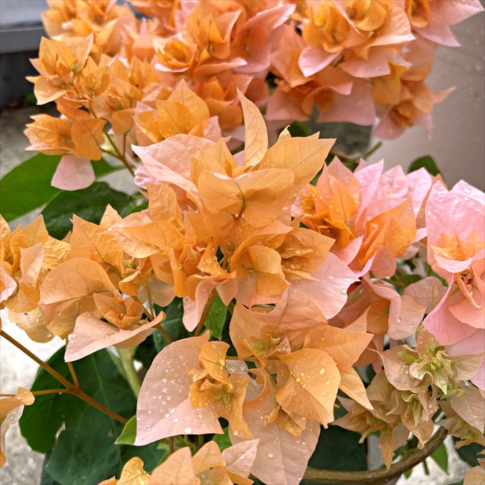 楽天市場】八重咲きブーゲンビリア オレンジ 5号鉢植え : 千草園芸