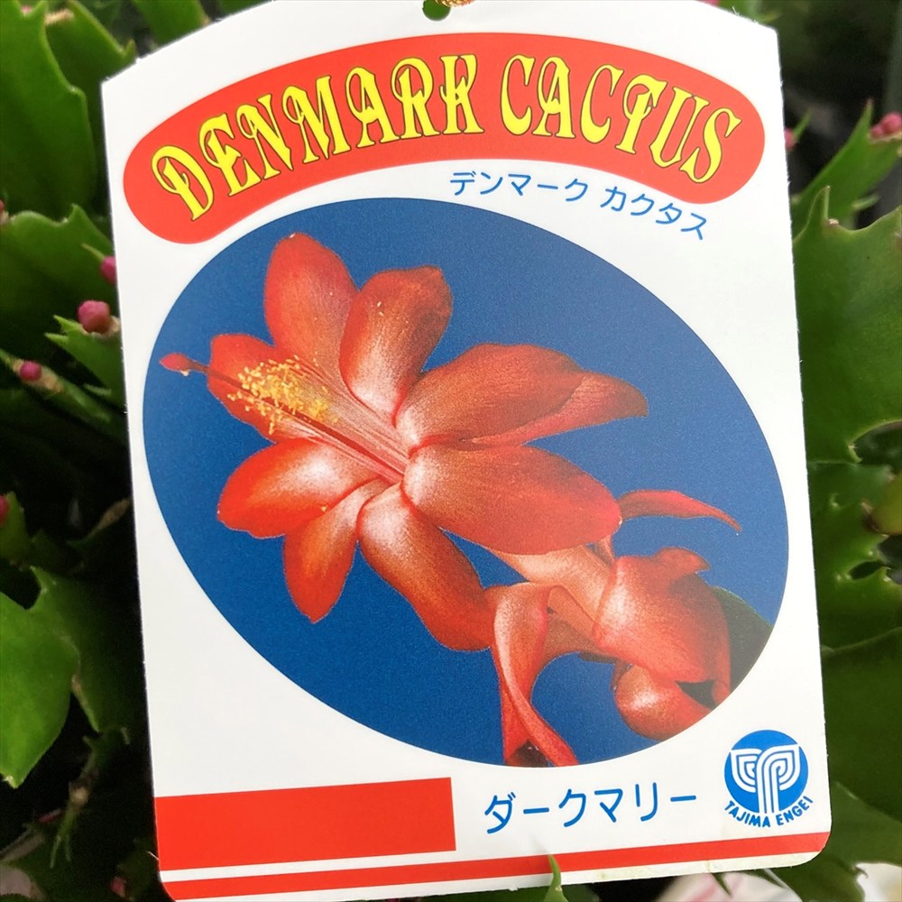 楽天市場】シャコバサボテン（蝦蛄葉サボテン）ダークマリー 5号鉢植え