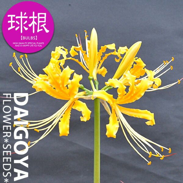 楽天市場】リコリス オーレア（黄）【球根】1球_リコリス_夏植え_球根_