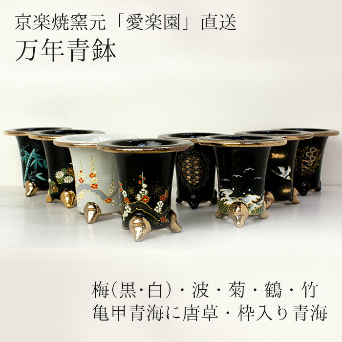 万年青 錦鉢」の人気商品一覧 | 安い商品を通販サイトから探す - 価格.com