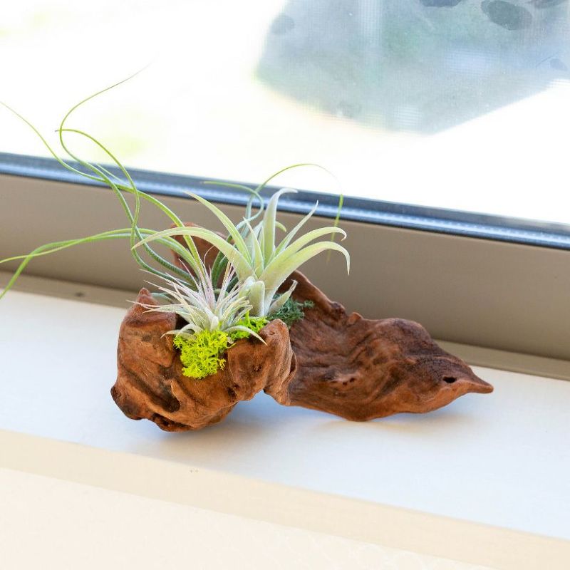 楽天市場】【そのまま飾れる】エアプランツ3種の寄せ植え流木（育て方