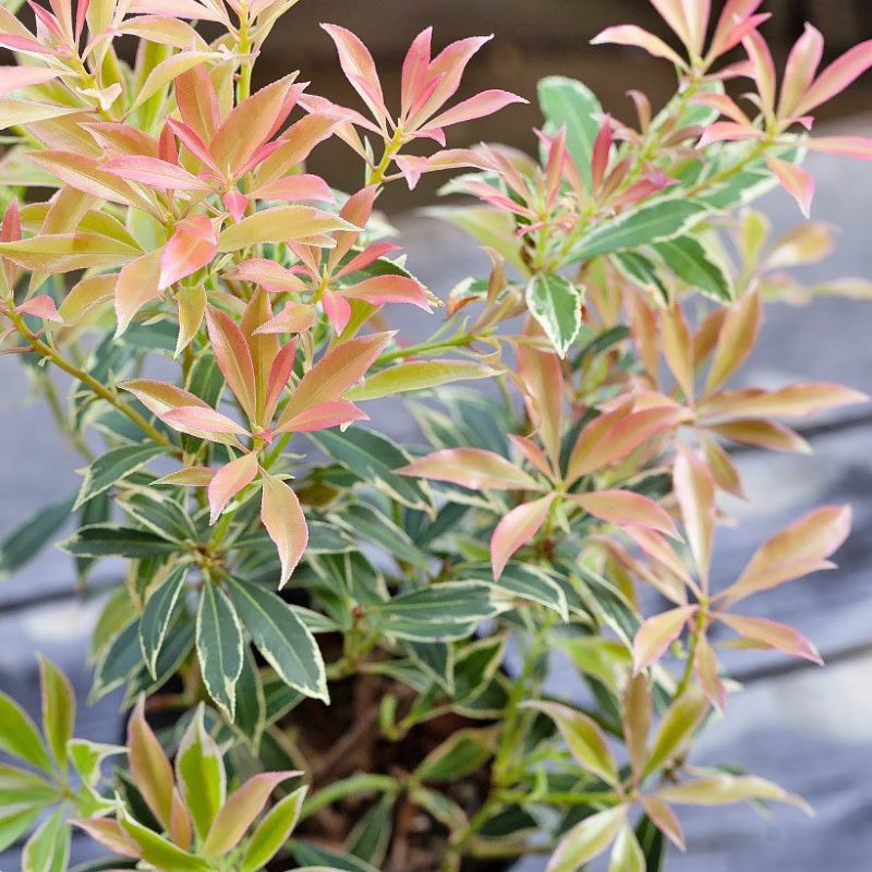 楽天市場】斑入りアセビ「フレーミングシルバー」植木苗 花 庭木