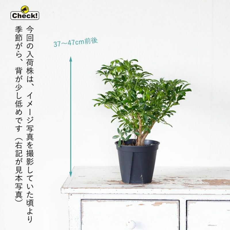 楽天市場】シェフレラ・コンパクタ5号サイズで2ピンチ : e-花屋さん