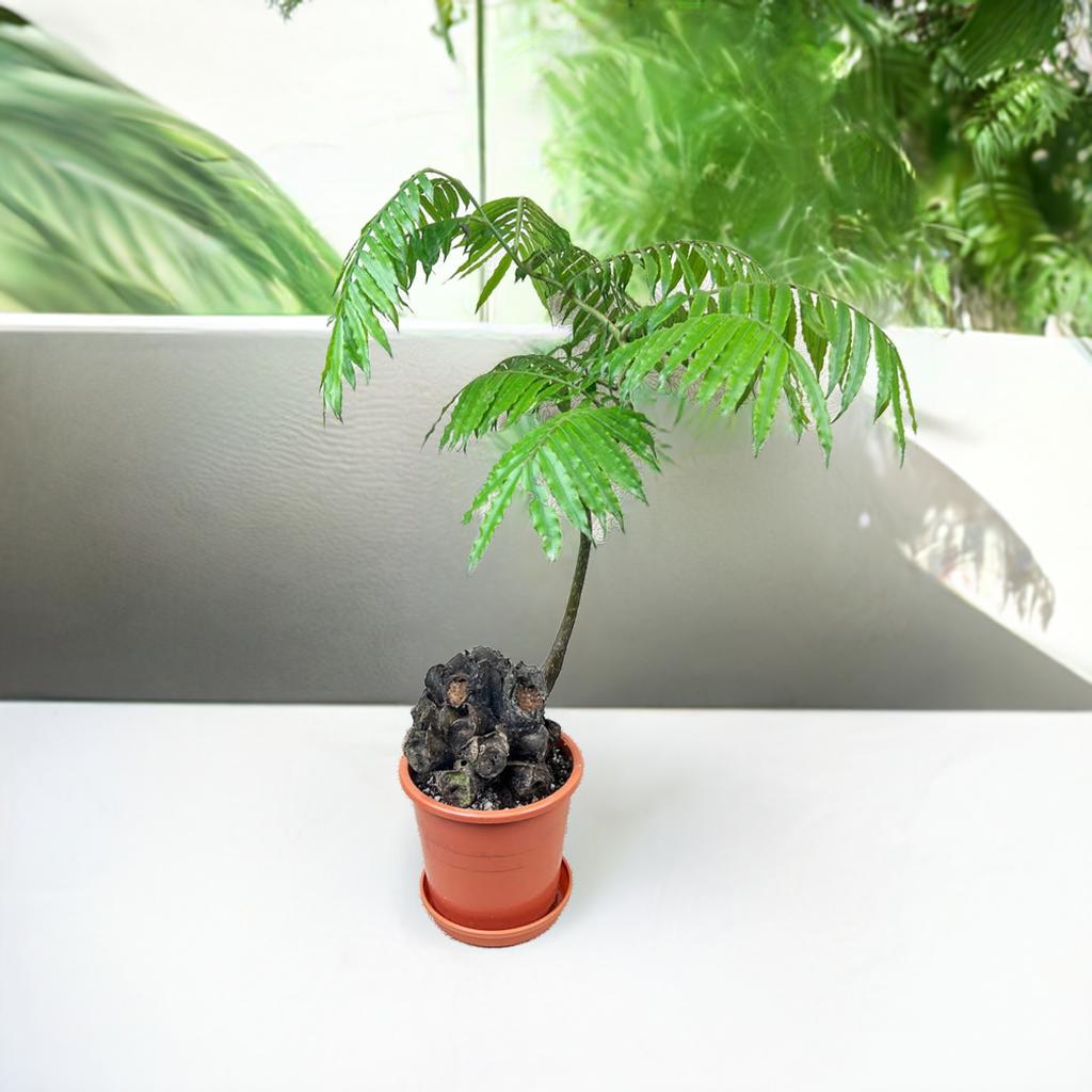 楽天市場】シダ植物 リュウビンタイ5号別名：龍の鱗 : カワナミ