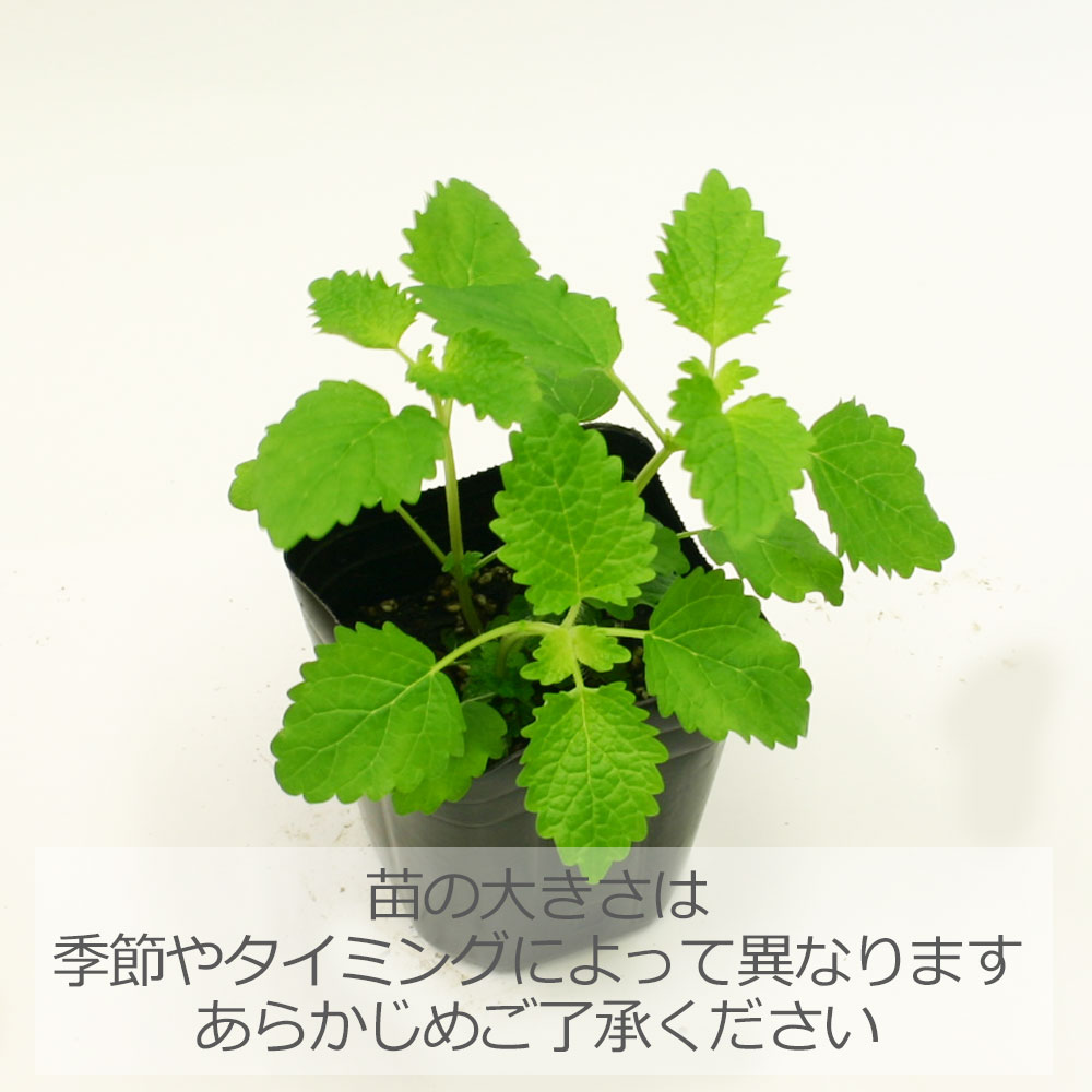 レモンバーム&エリゲロン 苗セット オーガニック 楽天市場