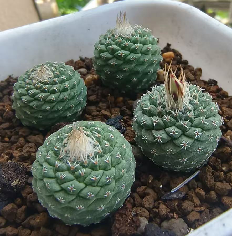 楽天市場】多肉植物 サボテン 菊水 実生苗 約2.5cm-3cm 高級株 : Easy