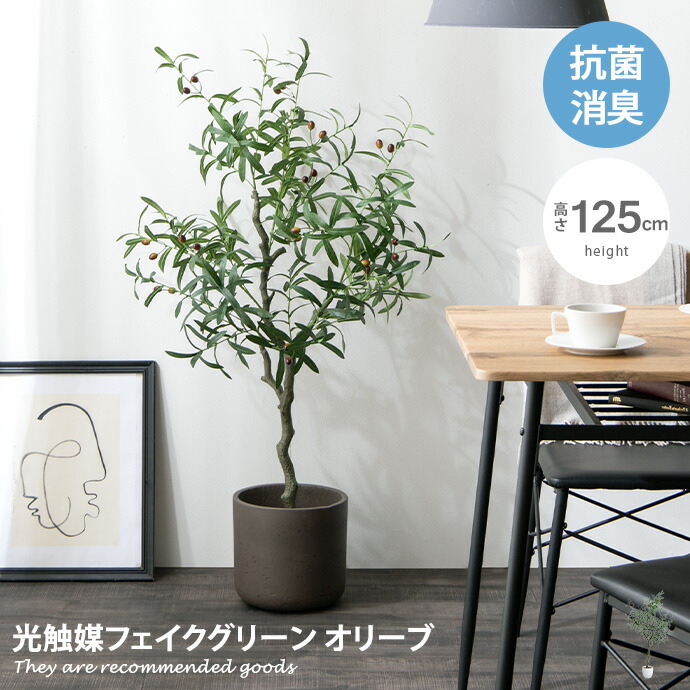 楽天市場】【MAX50％OFF! 2/25 0:00~23:59まで☆】オリーブ 観葉植物