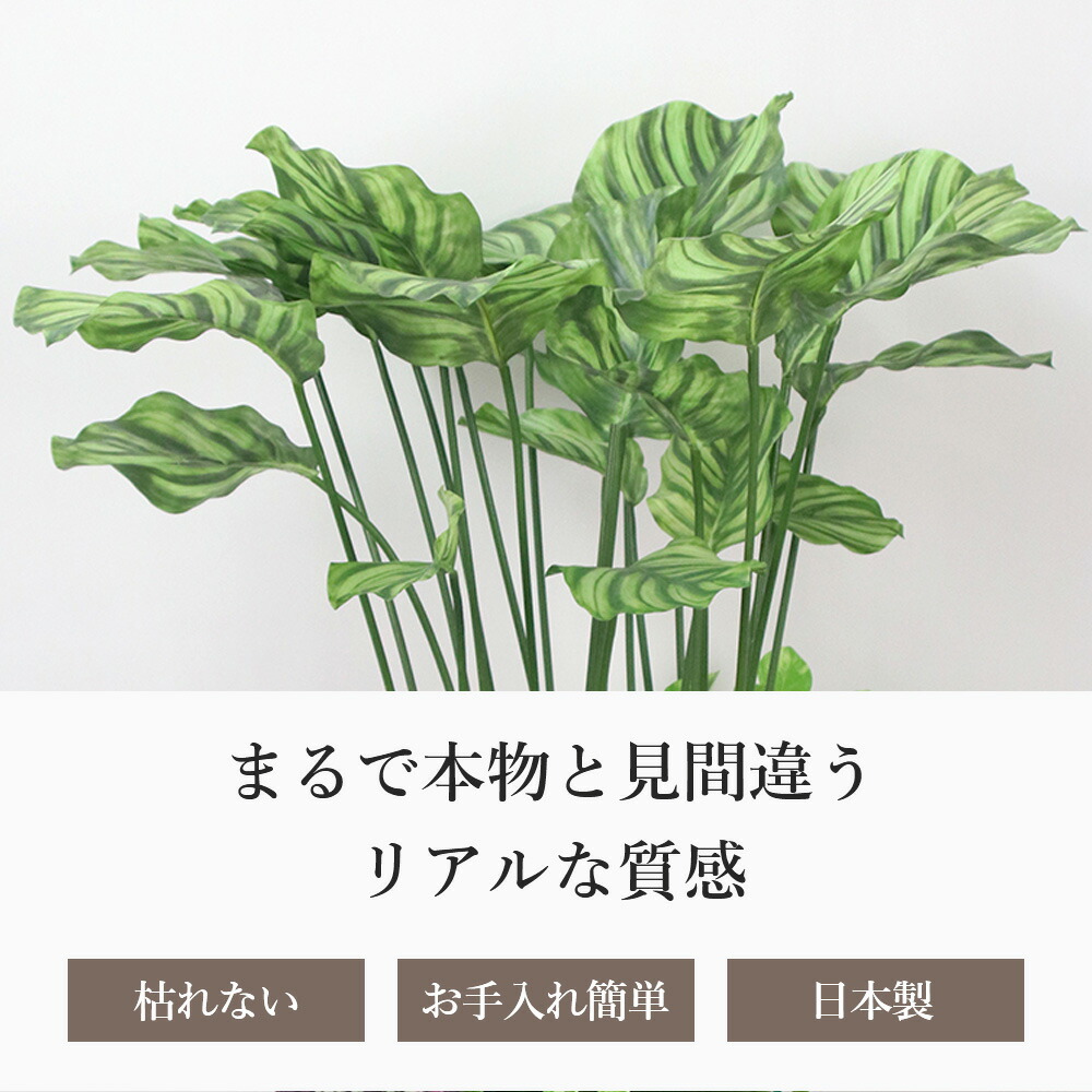 楽天市場】観葉植物 ギャザリングカラテア 造花 インテリア 新生活