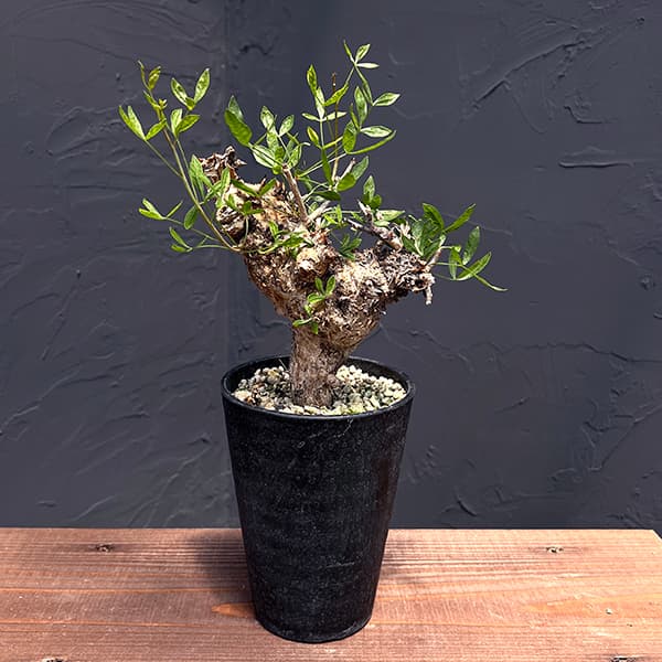 楽天市場】観葉植物/コミフォラ：フォリアセア（発根済み） 4号鉢植え