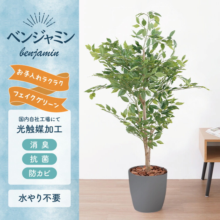 楽天市場】[最大250円OFFクーポン/新生活フェア] ベンジャミン 観葉