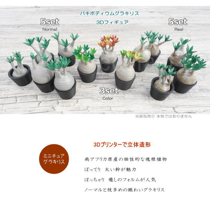 楽天市場】3D フィギュア ミニチュア 5セットノーマル パキポディウム