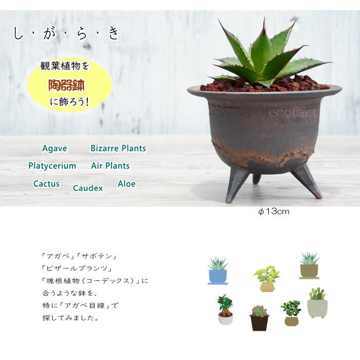 楽天市場】陶器鉢 植木鉢 高足型S 金彩 ゴールド/ブラック おしゃれ