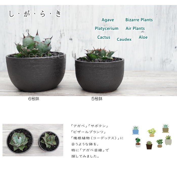 楽天市場】陶器鉢 植木鉢 5号 丸型 艶消し 黒 ブラック おしゃれ
