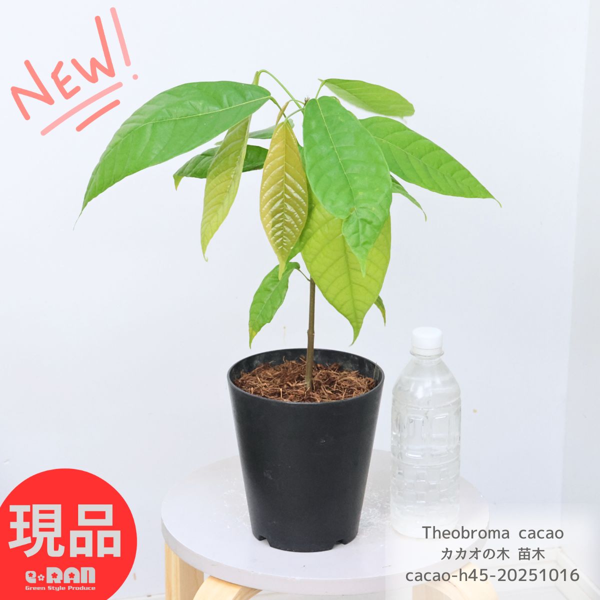 楽天市場】＼ポイント5倍／【現品発送】入手困難 カカオの木 苗木 5号