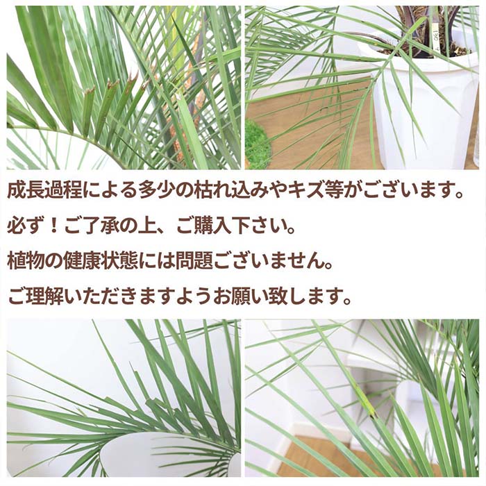 楽天市場】＼ポイント5倍／【選べる現品発送】 大型 ココスヤシ 10号鉢