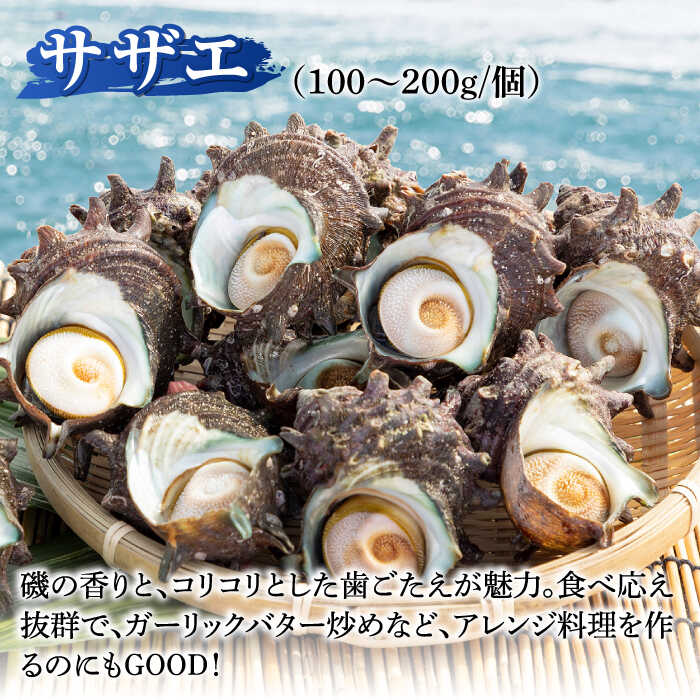 楽天市場】【ふるさと納税】壱岐島 アワビ・サザエ セット 合計約1.3kg