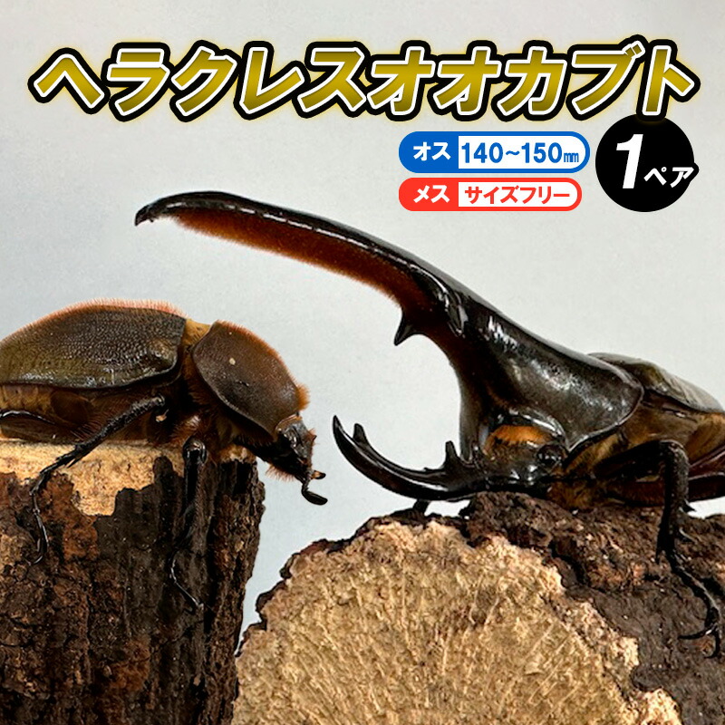 楽天市場】【ふるさと納税】ヘラクレスオオカブト オス(140〜150mm