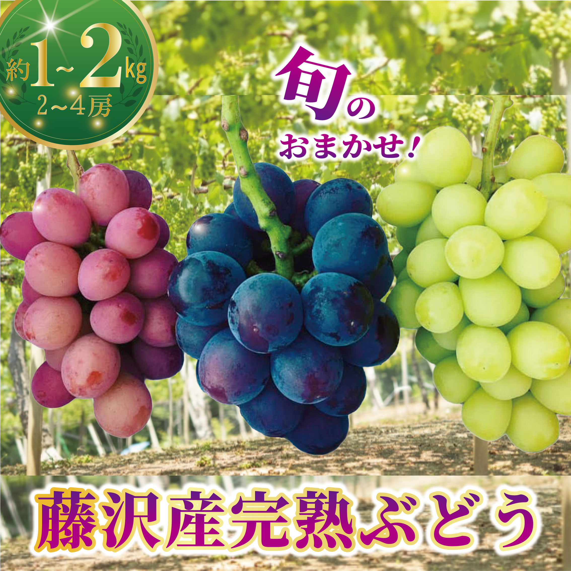 楽天市場】【ふるさと納税】 ぶどう 先行予約 約1kg ~ 2kg 2房~4房