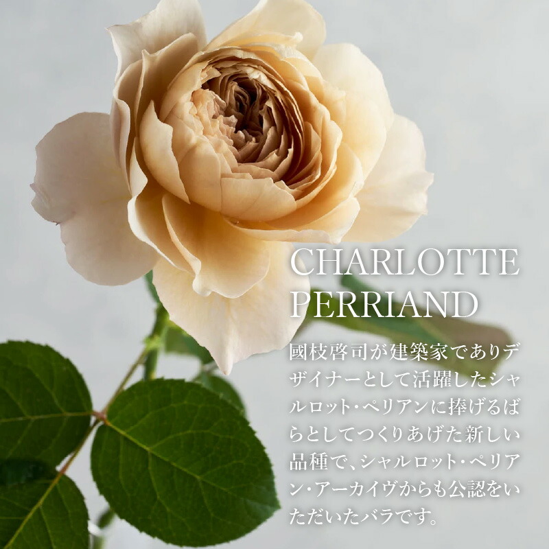 楽天市場】【ふるさと納税】わばらの花束 花束 和バラ 15本 程度 配達