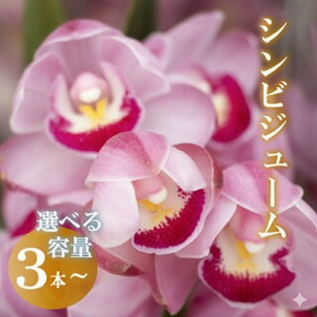 楽天市場】【ふるさと納税】 シンビジューム 花 2025年12月から発送 3