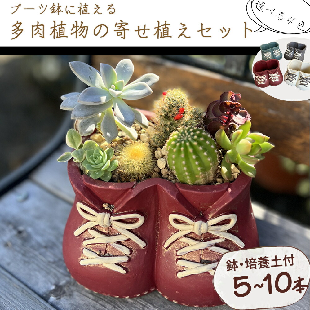 楽天市場】【ふるさと納税】 ブーツ鉢に植える！ 多肉植物の寄せ植え