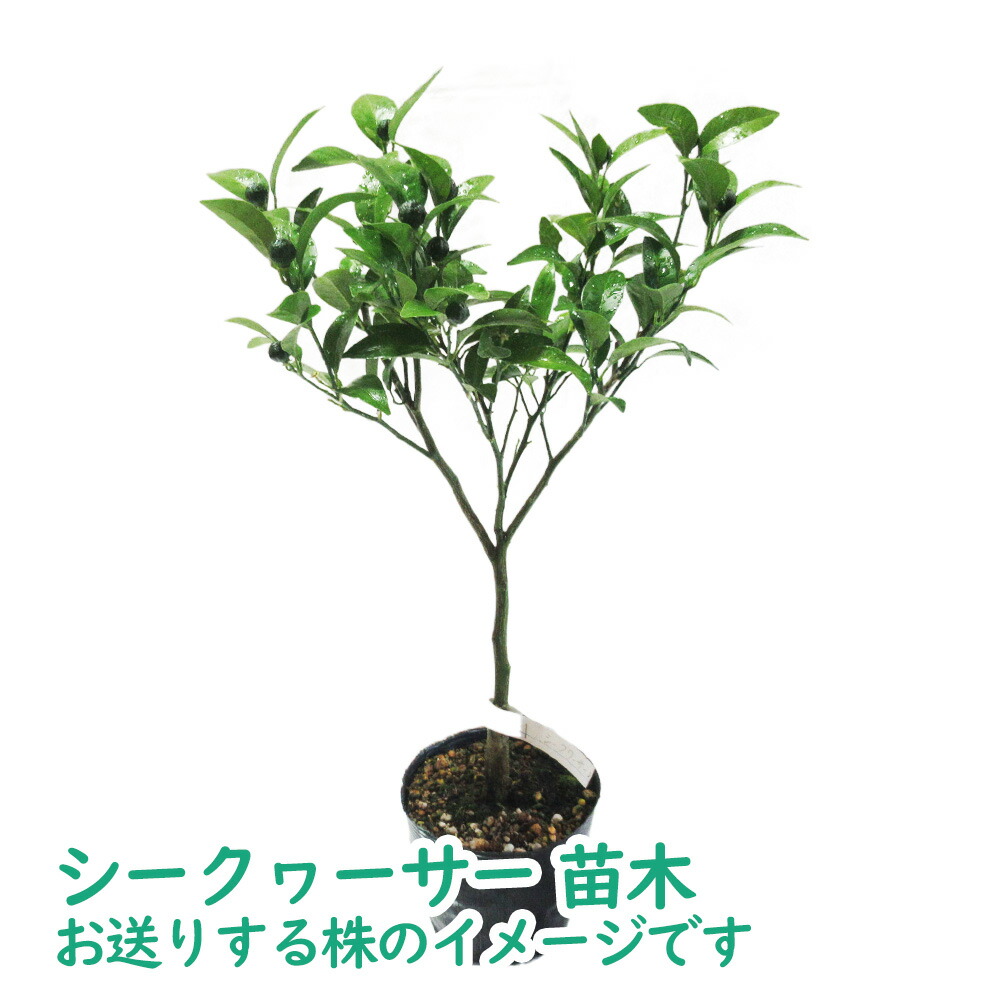 楽天市場】【 実つき 】「 シークヮーサー 」 苗木 13.5cm(4.5号