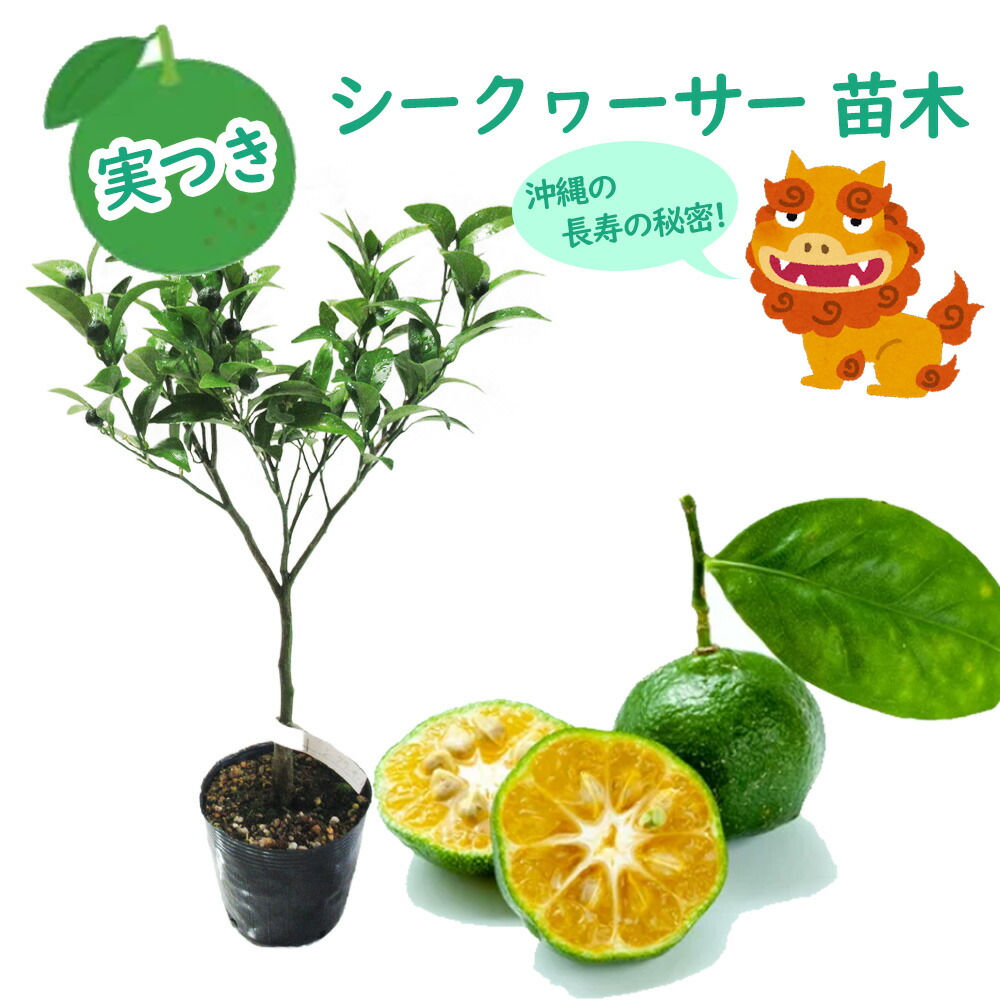 楽天市場】【 実つき 】「 シークヮーサー 」 苗木 13.5cm(4.5号