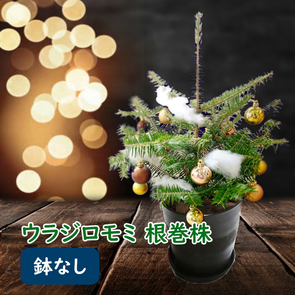 楽天市場】【 鉢なし 】 ウラジロモミ 根巻株 クリスマスツリー 樹高約
