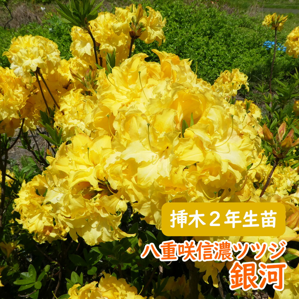 楽天市場】希少種 八重咲き 信濃 ツツジ 苗 苗木「 銀河 」挿木2年生