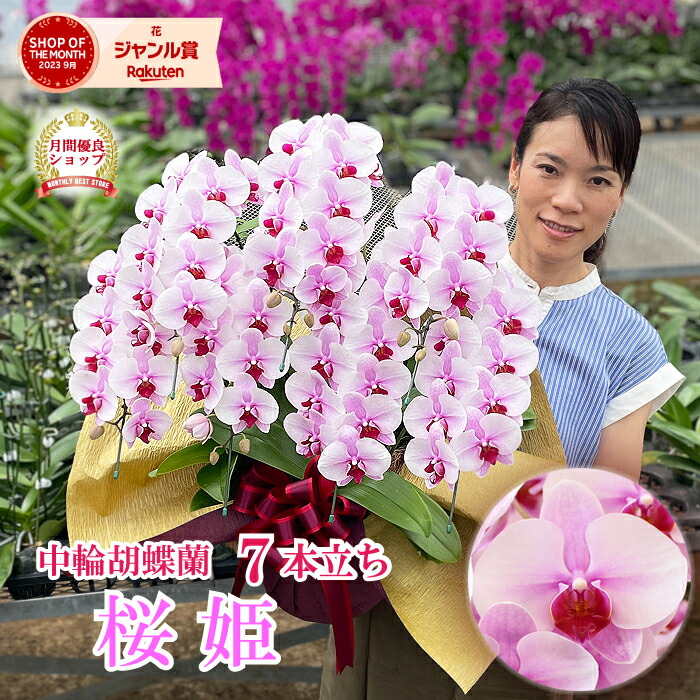 楽天市場】【2/23まで鉢皿プレゼント！】 胡蝶蘭 「桜姫」 7本立ち
