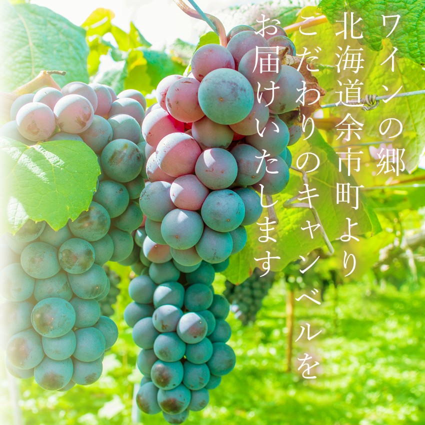 楽天市場】【2024年度先行予約受付中】 キャンベル ぶどう 種あり 秀品