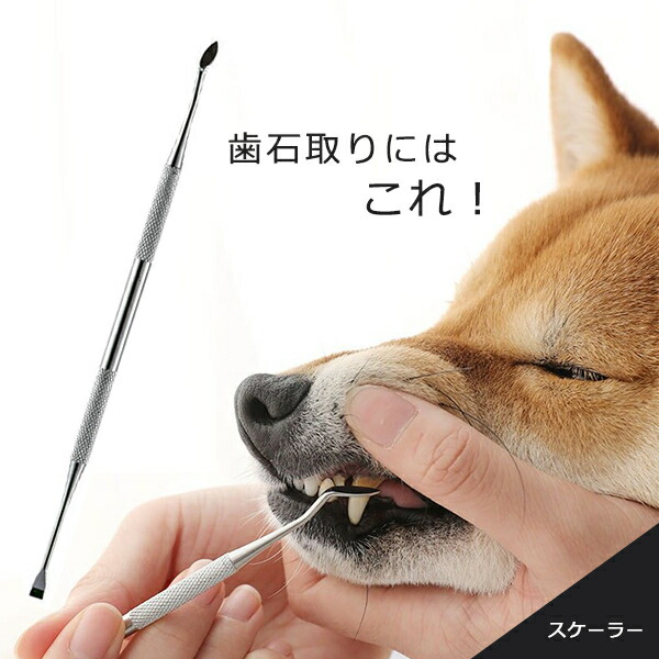 楽天市場】【犬 歯石取り スケーラー】ペット 歯垢除去 デンタルケア 2