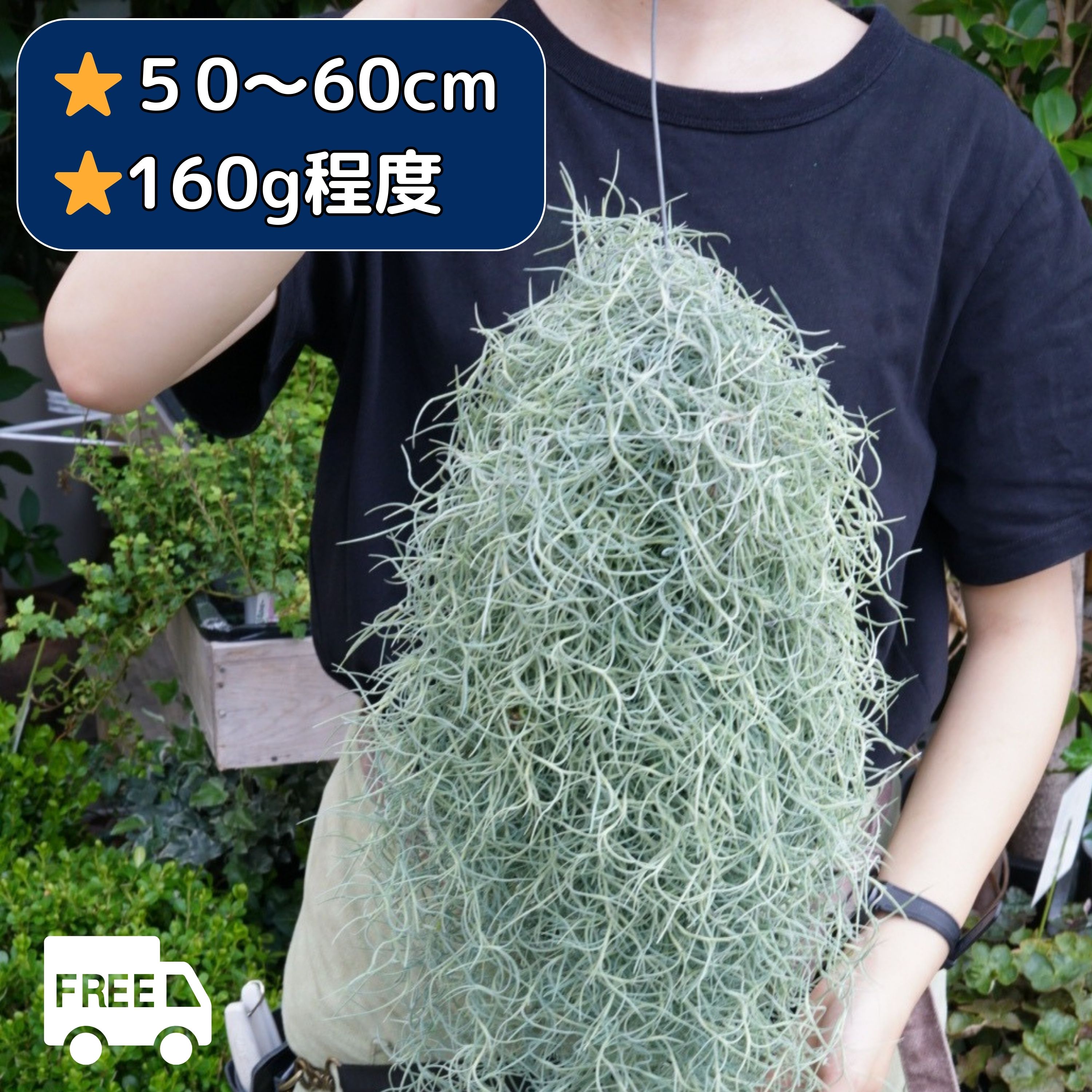 楽天市場】【特大スパニッシュモス】 大ボリューム約150g！ チランジア