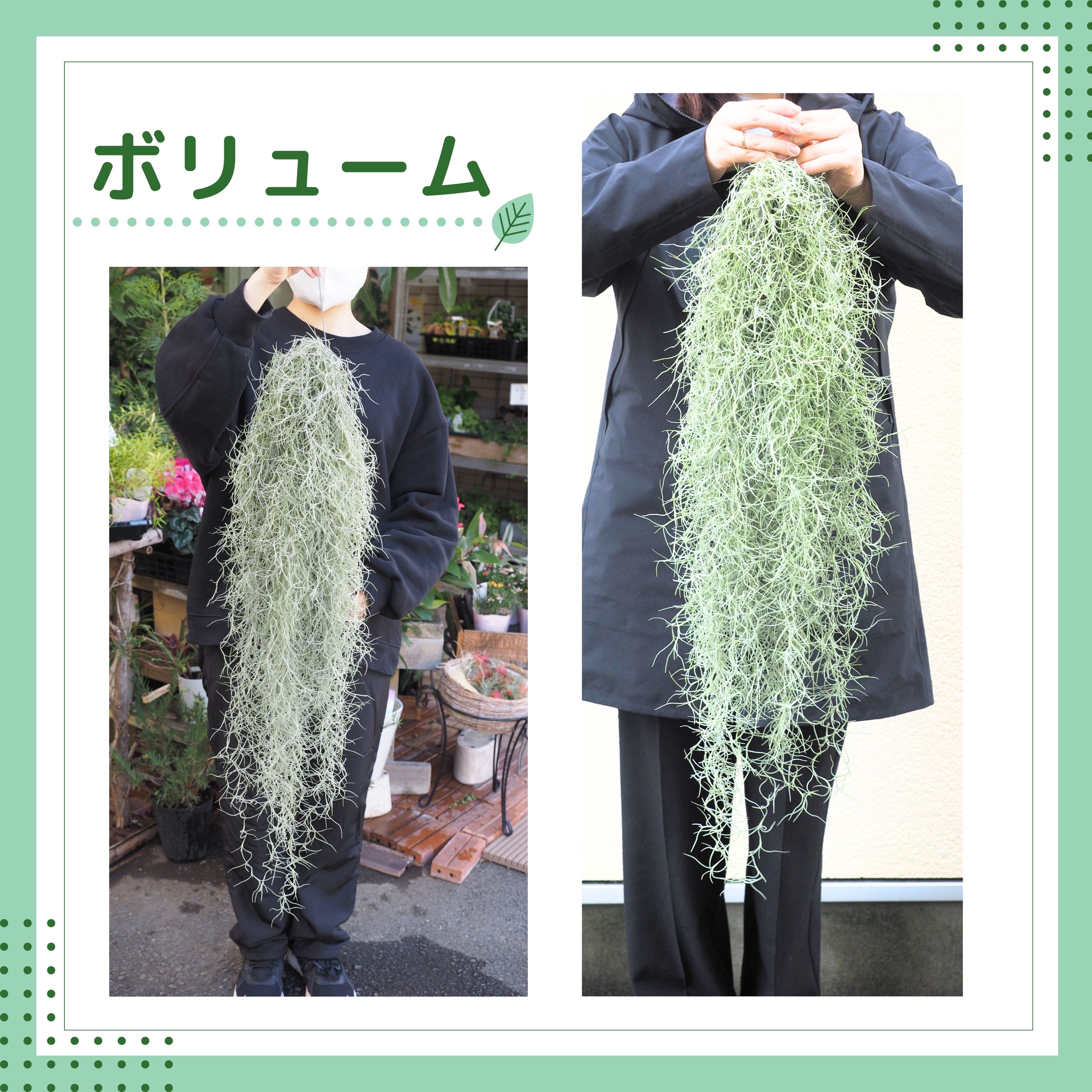 楽天市場】【超特大スパニッシュモス】（80cm、200g） チランジア