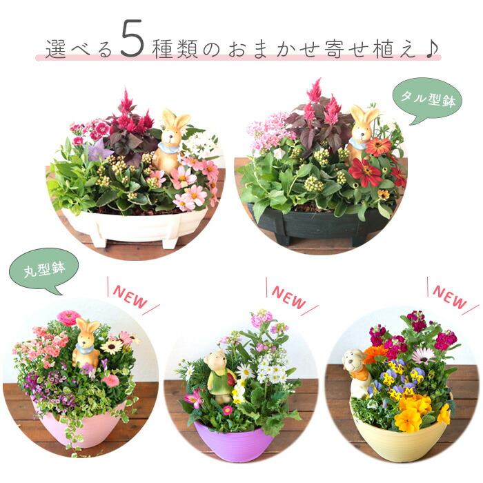 楽天市場】季節のお花の寄せ植え 花苗6種 タル型鉢 プランター 寄せ