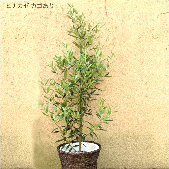 楽天市場】オリーブの木 観葉植物 オリーブ 8号 コロネイキ