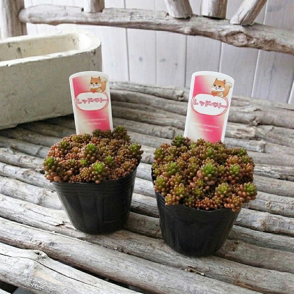 楽天市場】多肉植物 セダム レッドベリー 2.5号サイズ 5株セット 苗