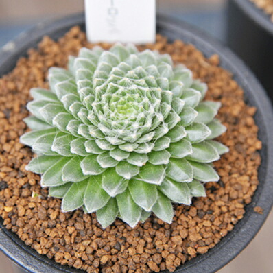 楽天市場】多肉植物 センペルビウム 巻絹 Sempervium arachnoideum