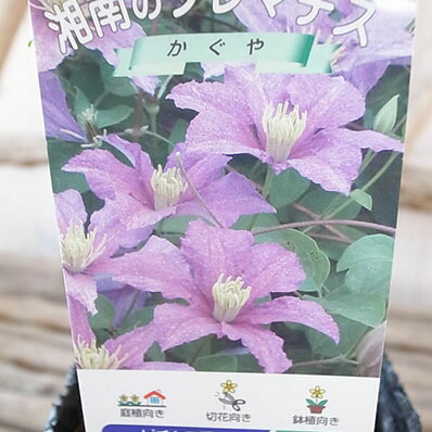 楽天市場】クレマチス かぐや 3.5号苗 耐寒性つる性宿根草 3年苗 系統